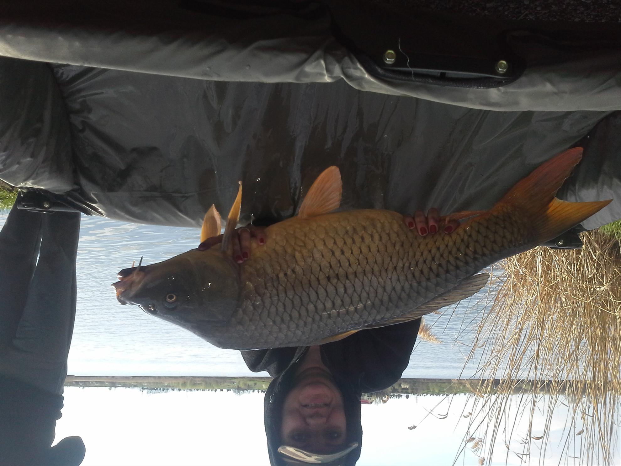 Pescuit la crap - 2013041417360711.jpg